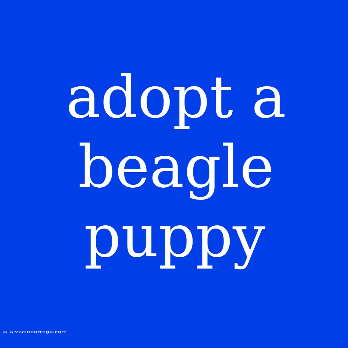 Adopt A Beagle Puppy