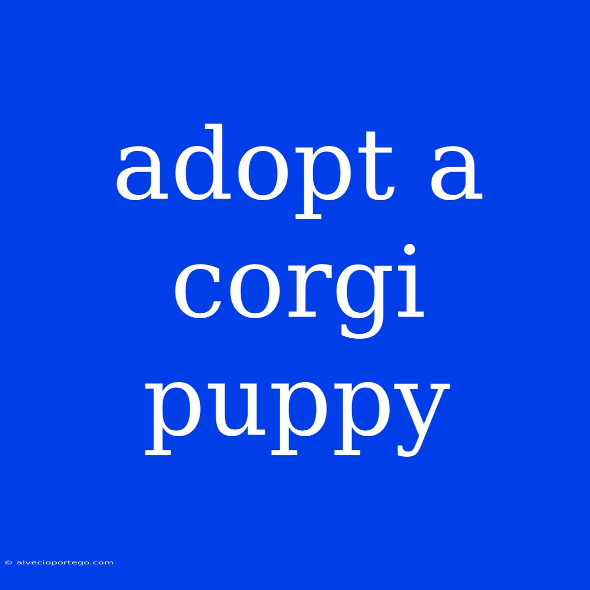 Adopt A Corgi Puppy