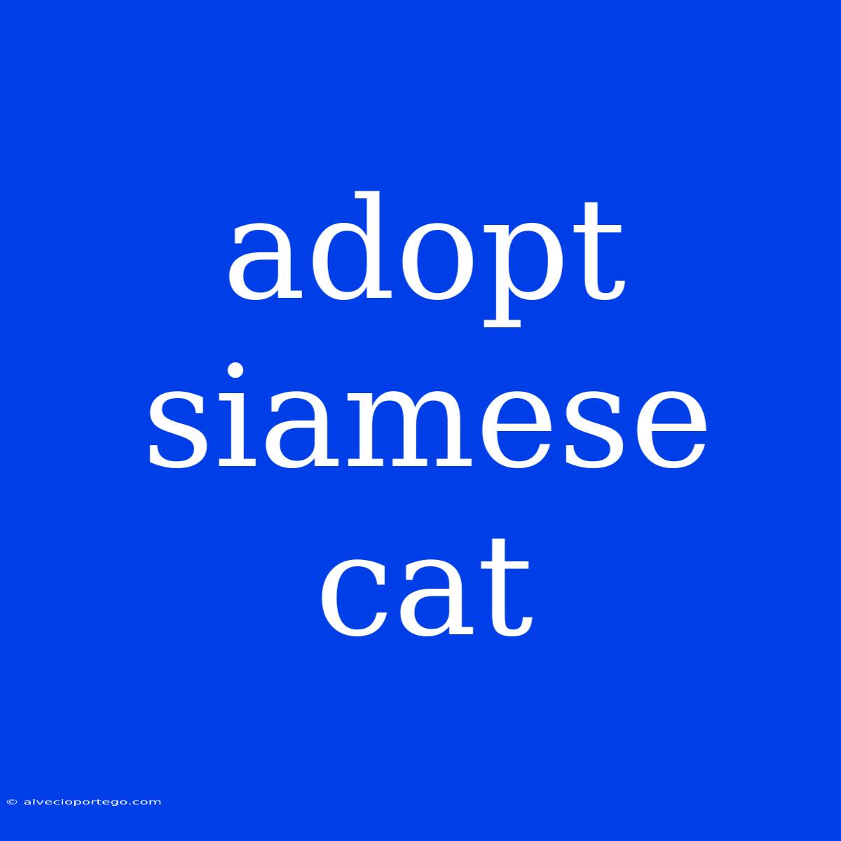 Adopt Siamese Cat