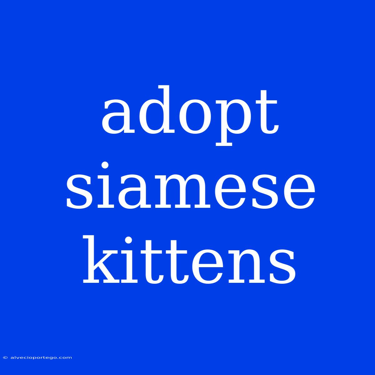 Adopt Siamese Kittens