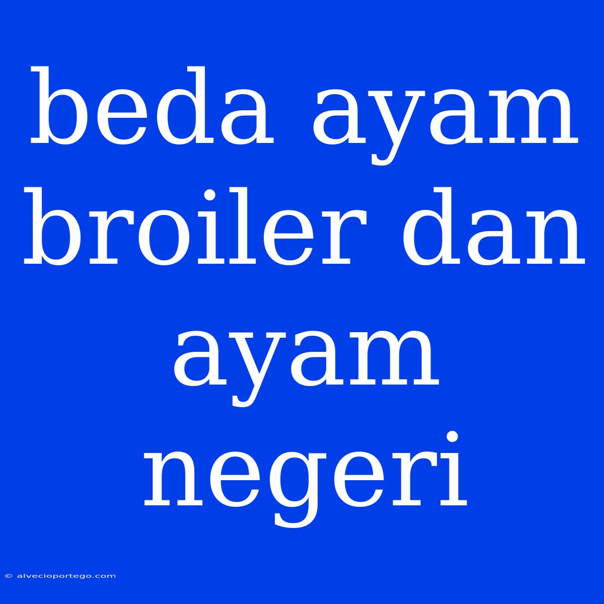 Beda Ayam Broiler Dan Ayam Negeri