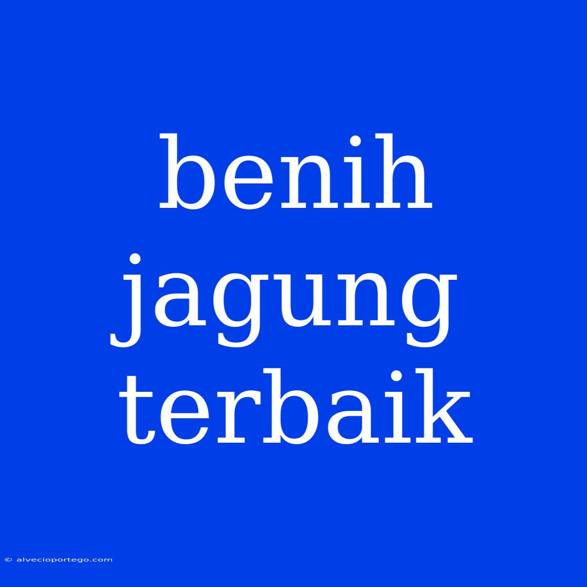 Benih Jagung Terbaik