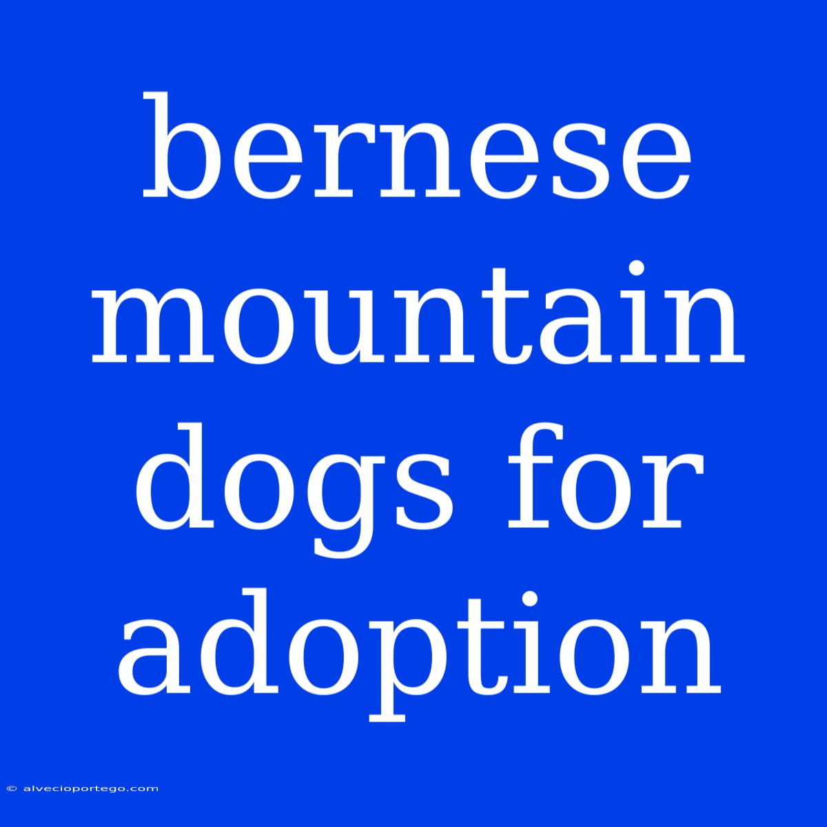 Bernese Mountain Dogs For Adoption