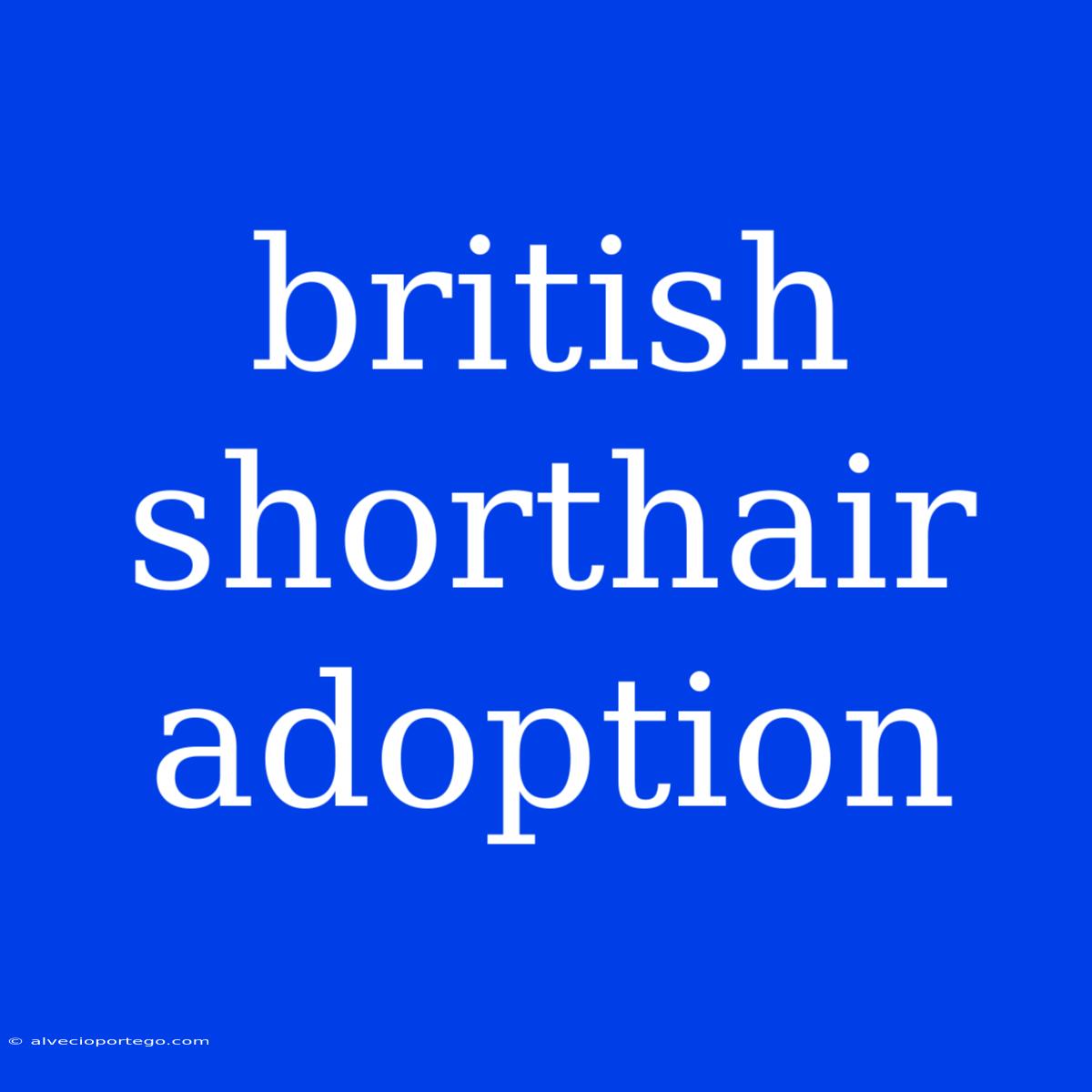 British Shorthair Adoption