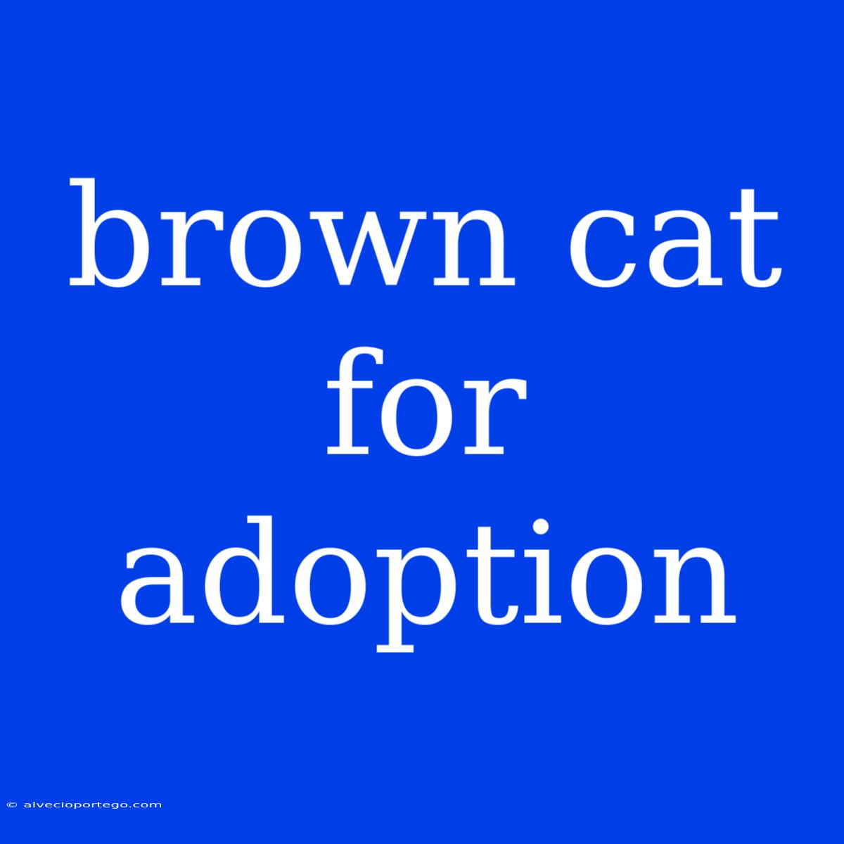 Brown Cat For Adoption