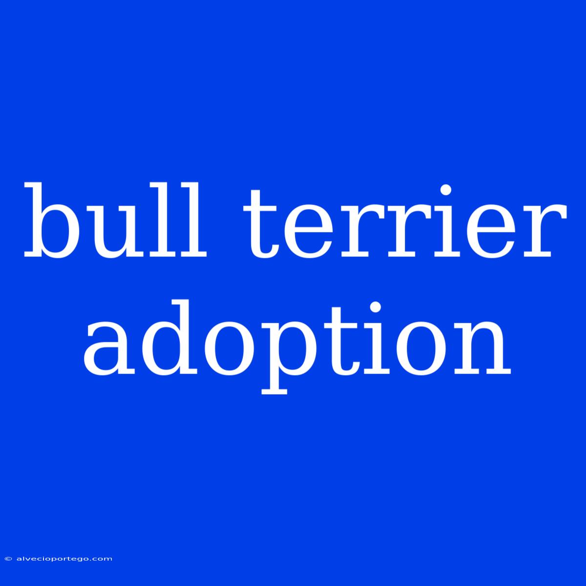 Bull Terrier Adoption