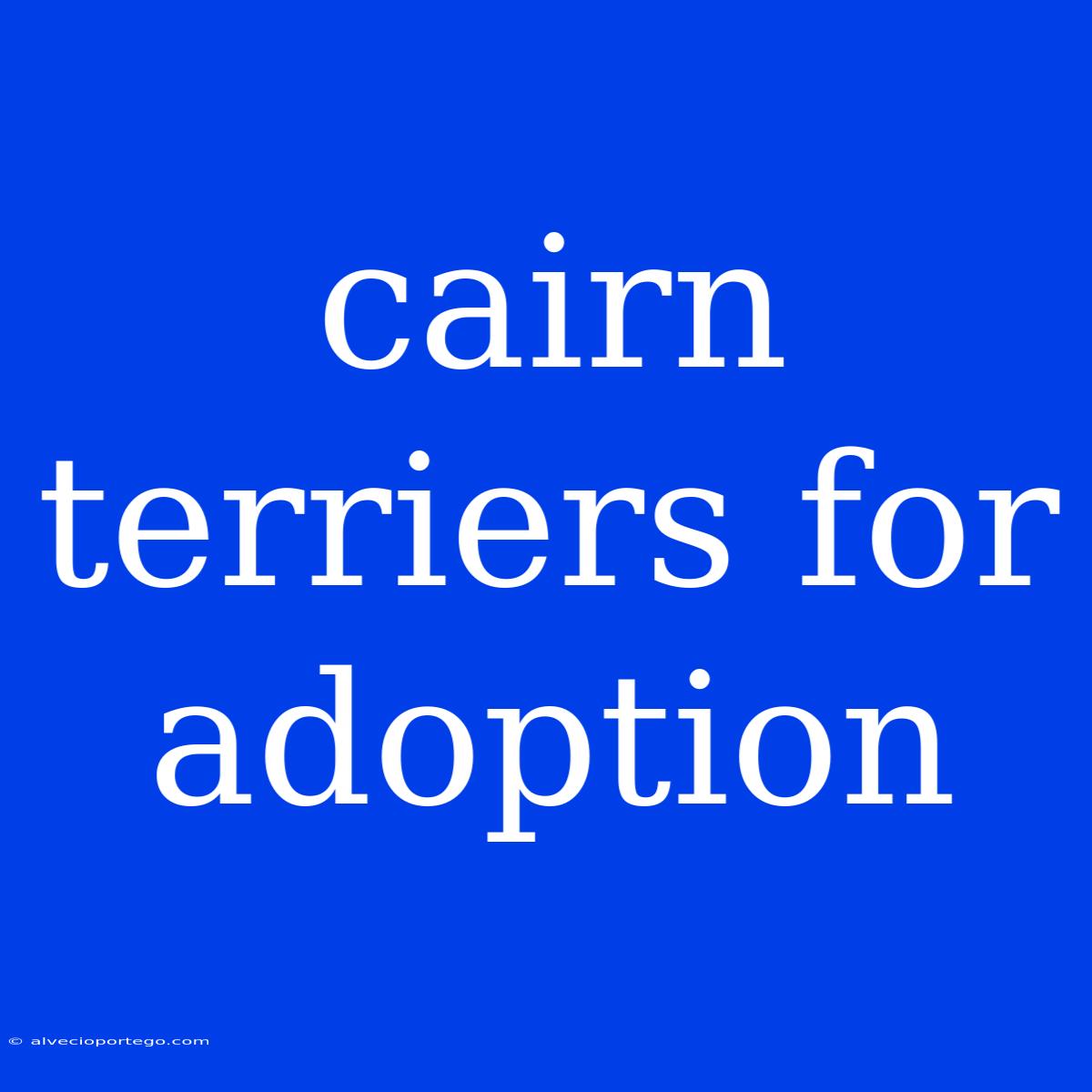 Cairn Terriers For Adoption