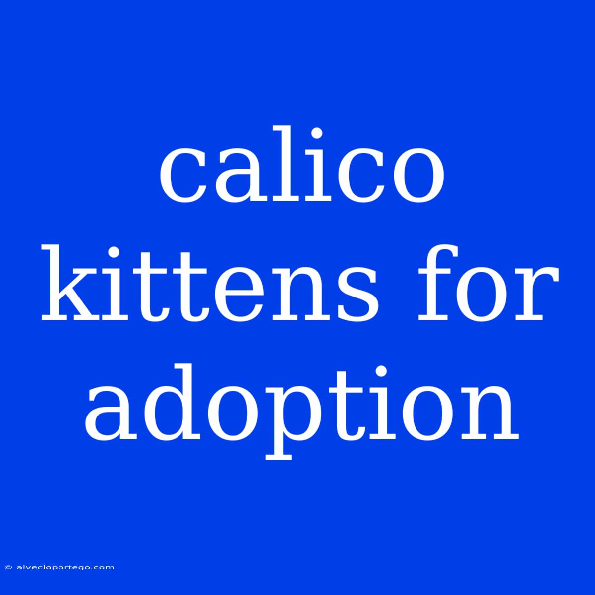 Calico Kittens For Adoption