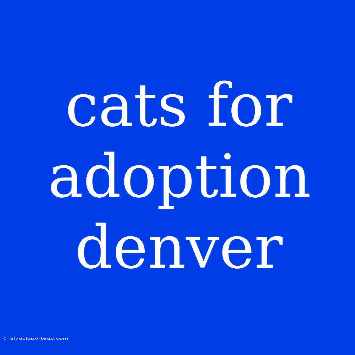 Cats For Adoption Denver