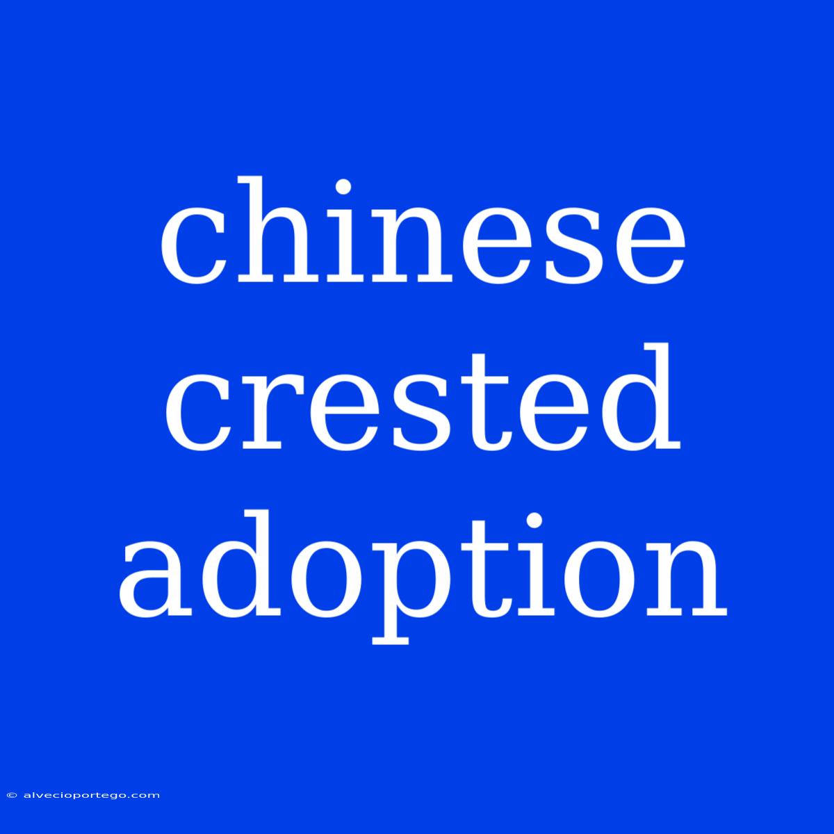 Chinese Crested Adoption