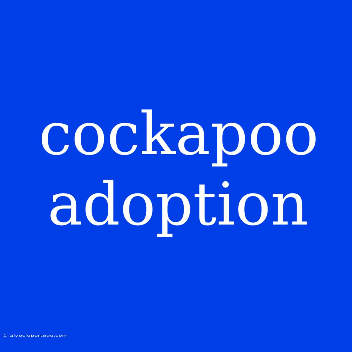 Cockapoo Adoption