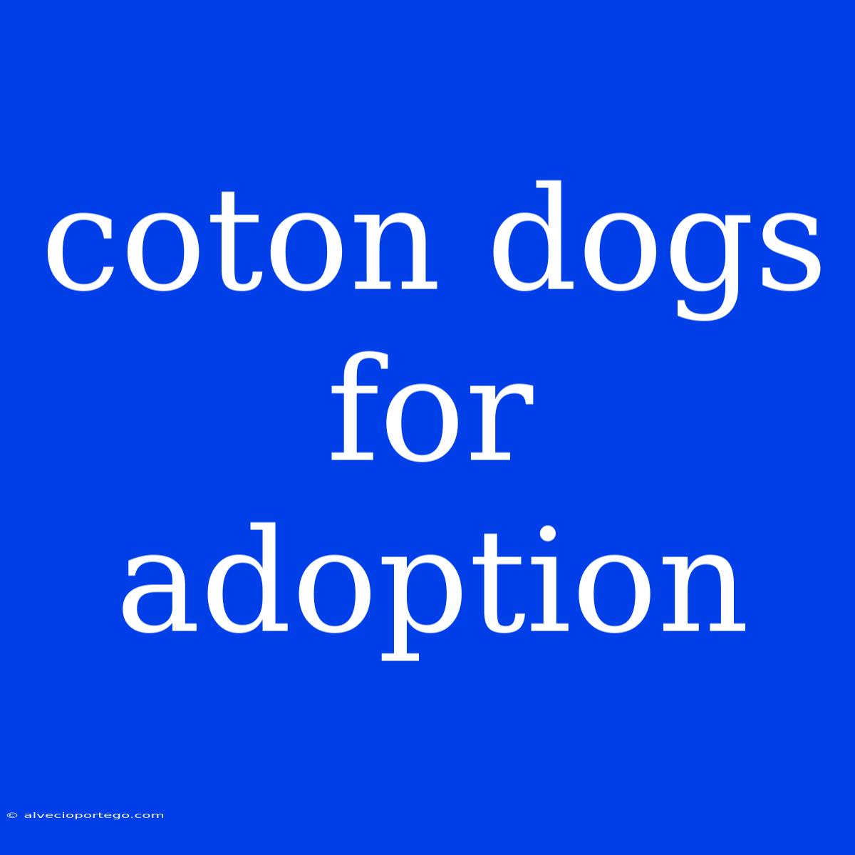 Coton Dogs For Adoption