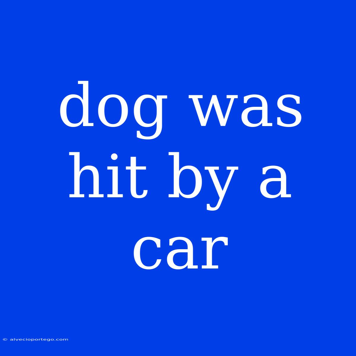 Dog Was Hit By A Car