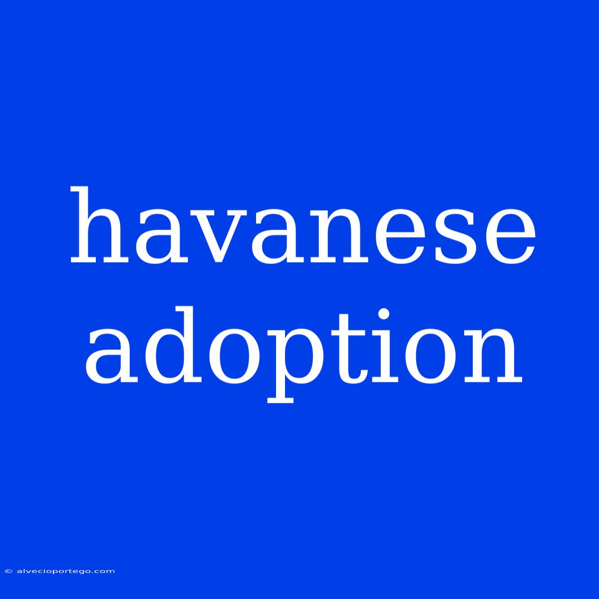 Havanese Adoption