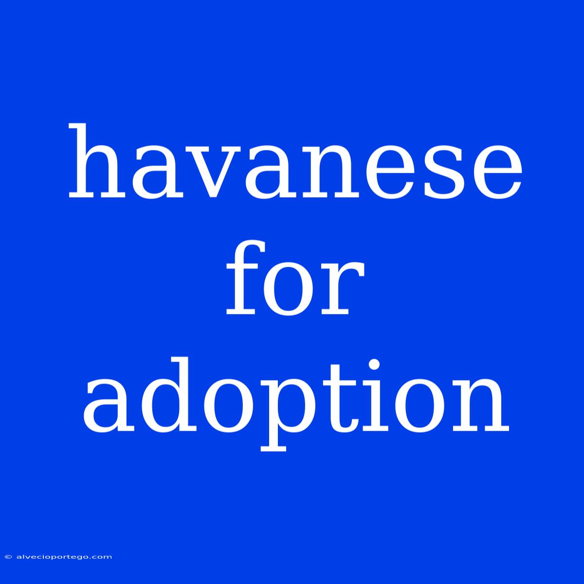 Havanese For Adoption