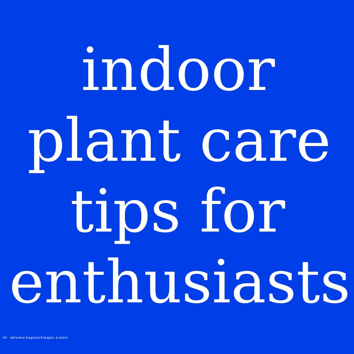 Indoor Plant Care Tips For Enthusiasts