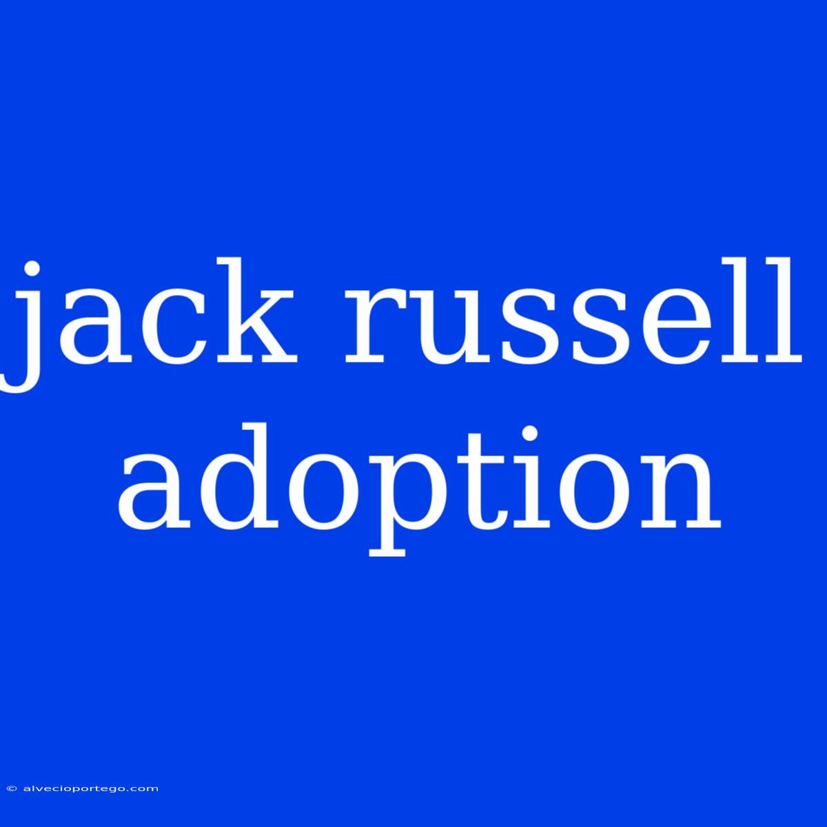 Jack Russell Adoption