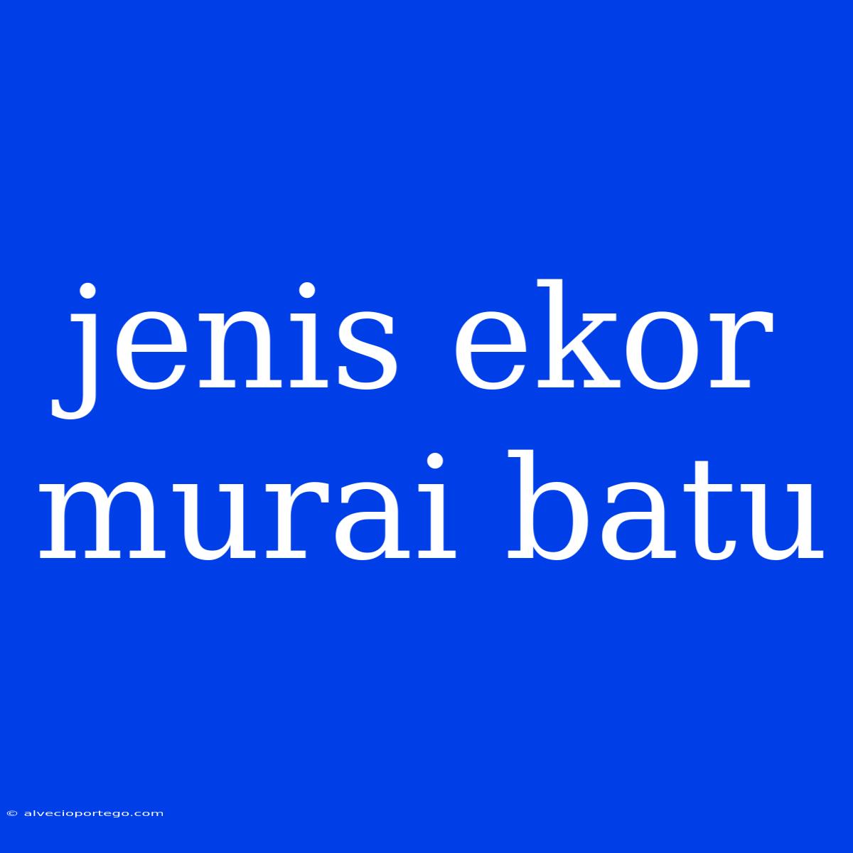 Jenis Ekor Murai Batu