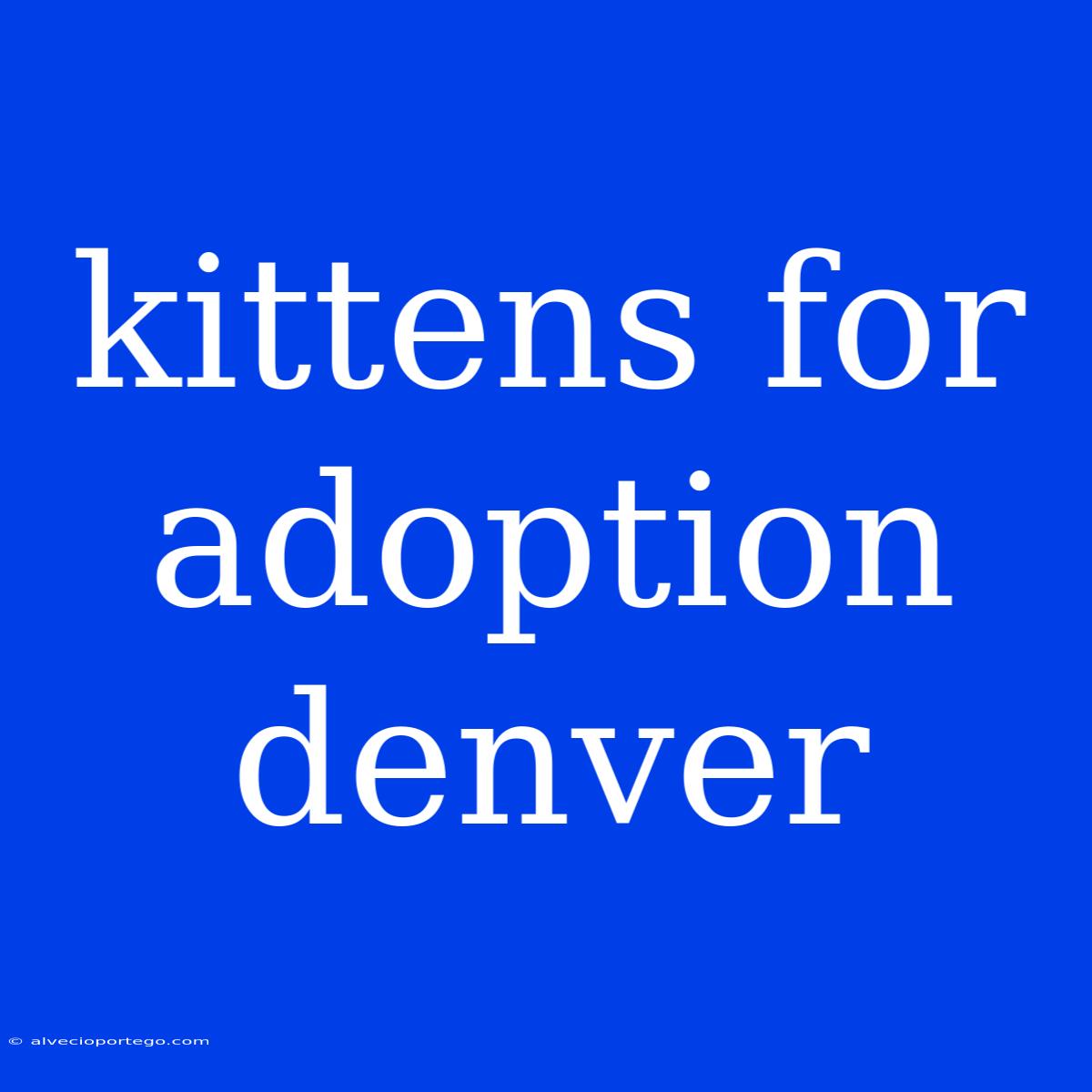 Kittens For Adoption Denver