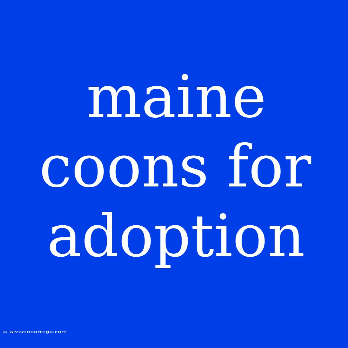 Maine Coons For Adoption