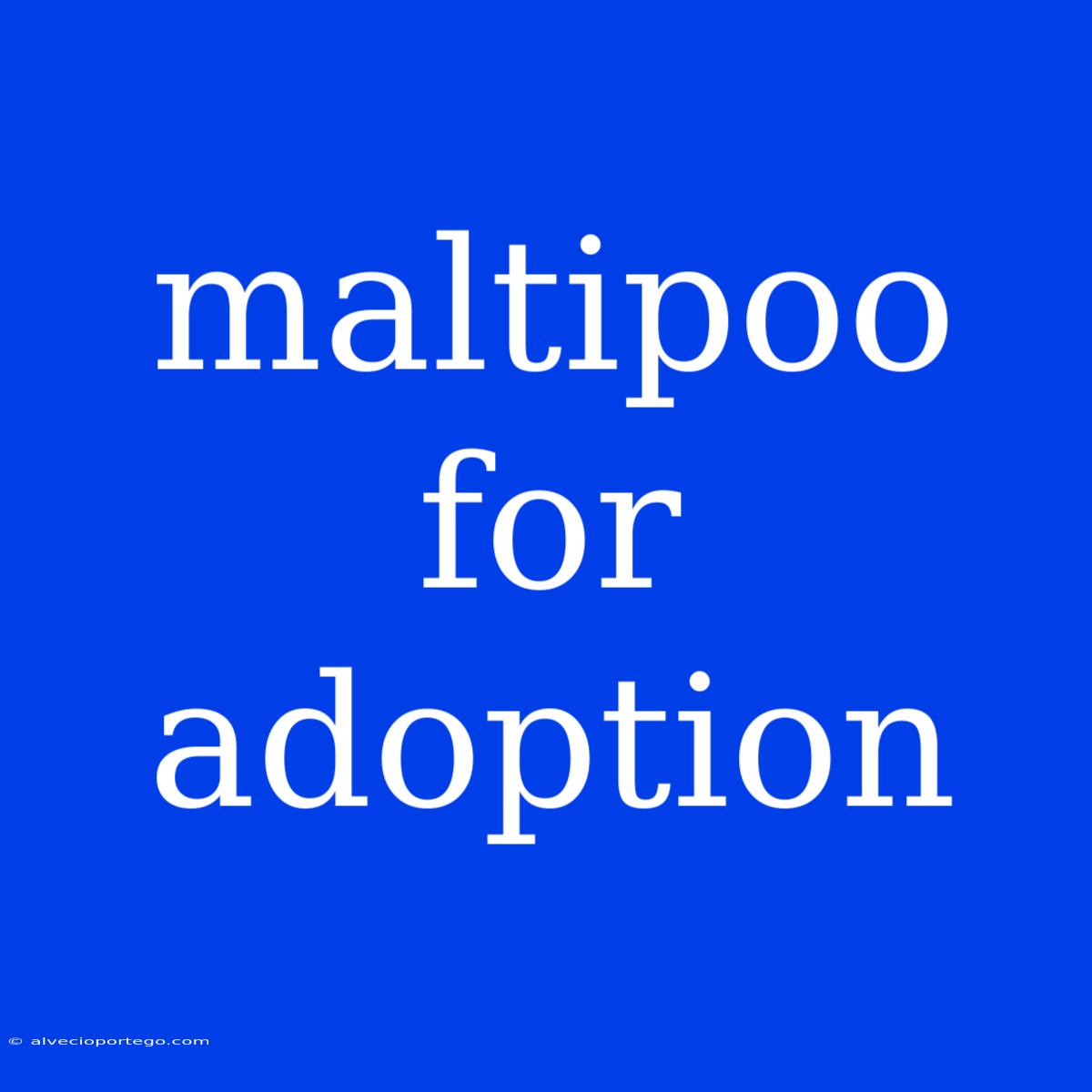 Maltipoo For Adoption