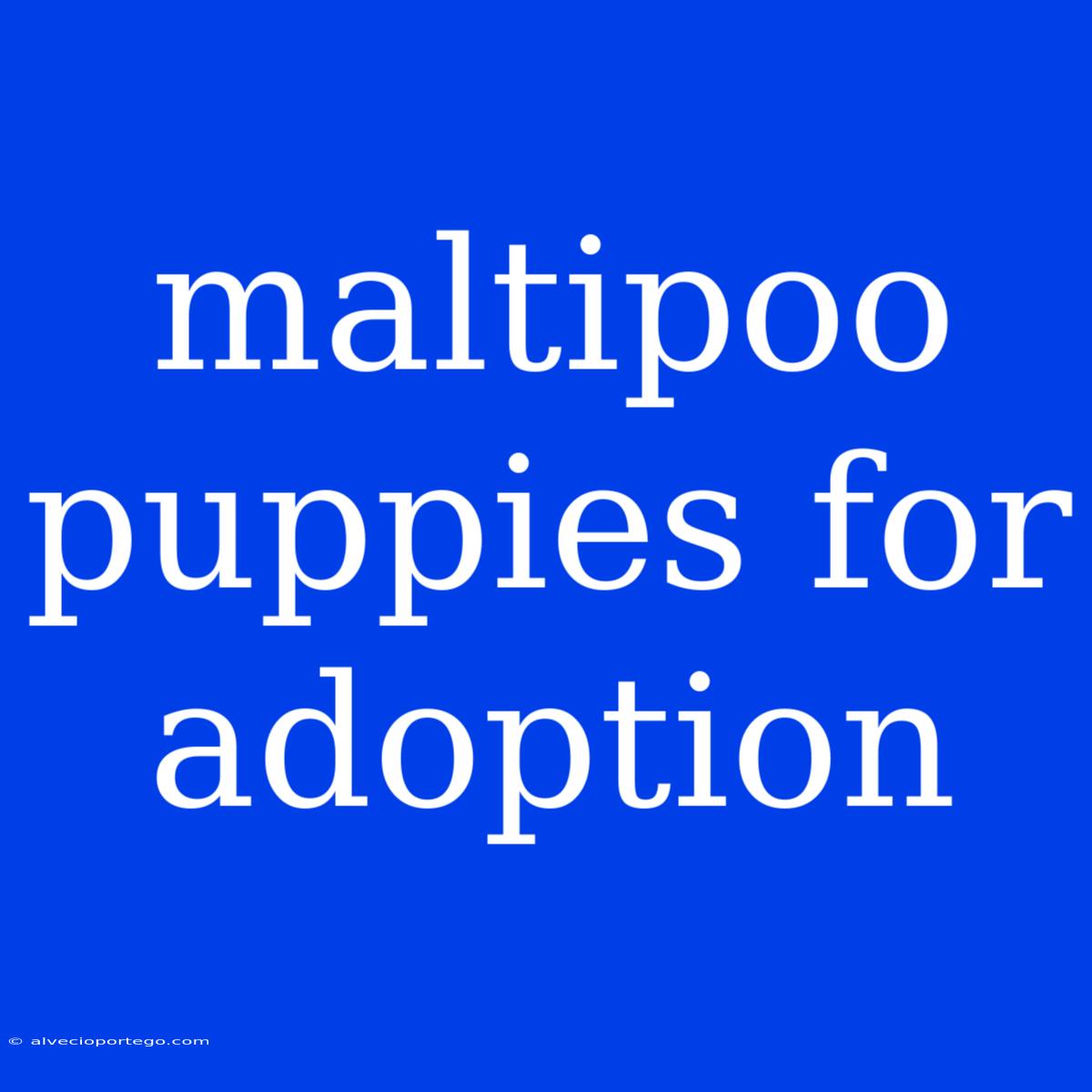 Maltipoo Puppies For Adoption