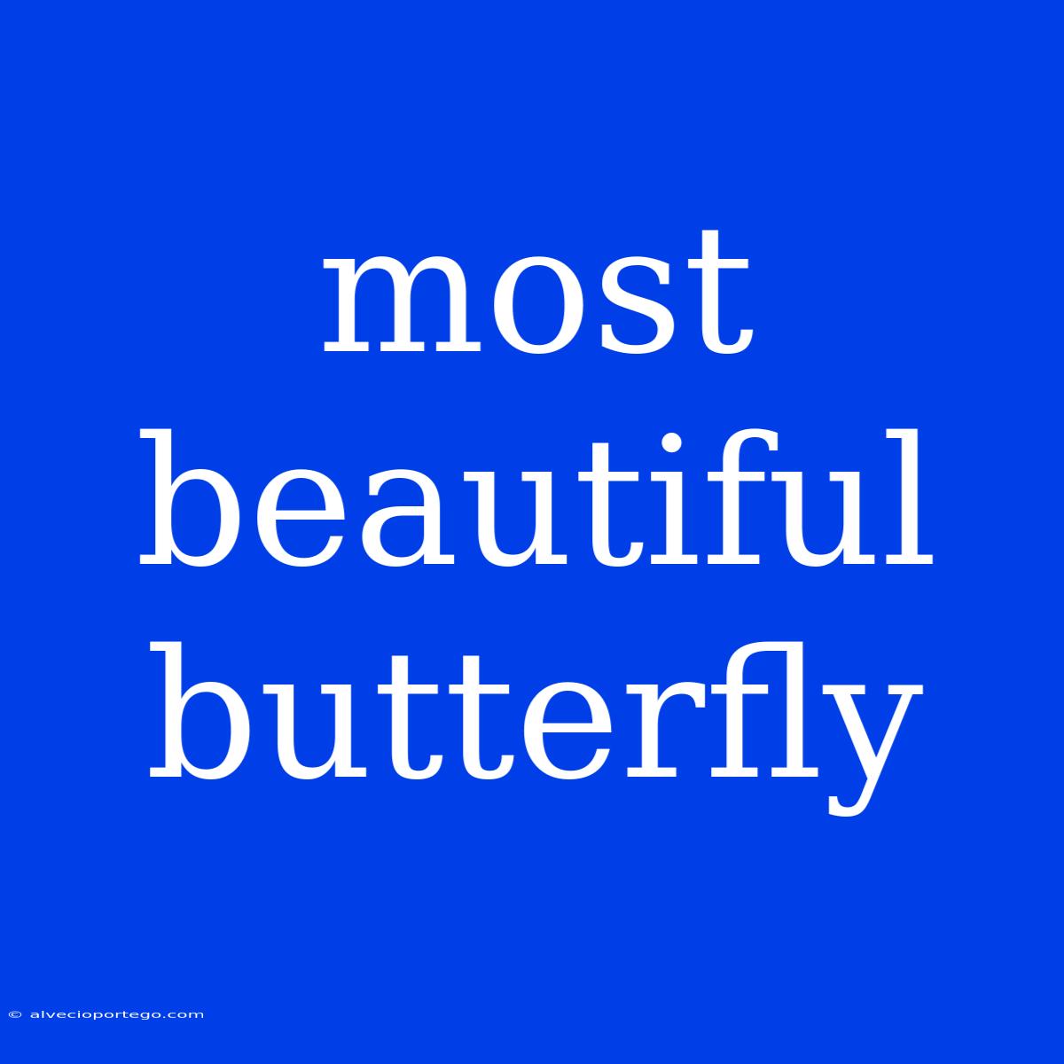 Most Beautiful Butterfly