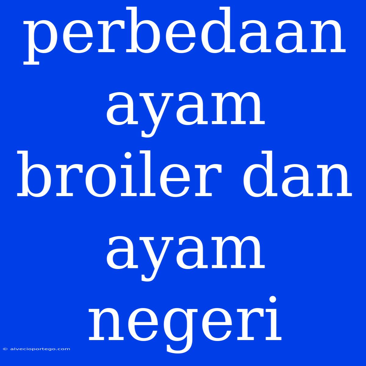 Perbedaan Ayam Broiler Dan Ayam Negeri