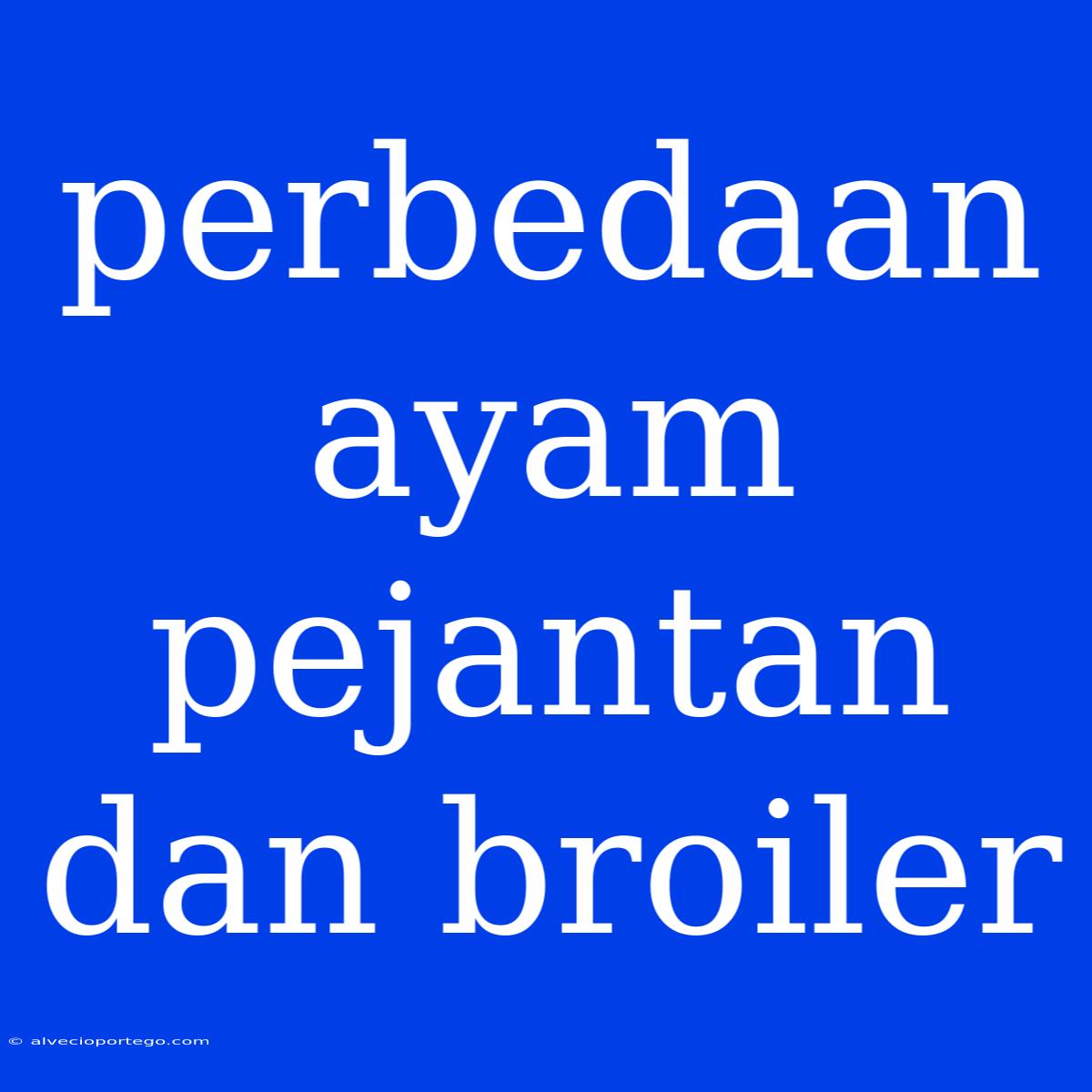 Perbedaan Ayam Pejantan Dan Broiler