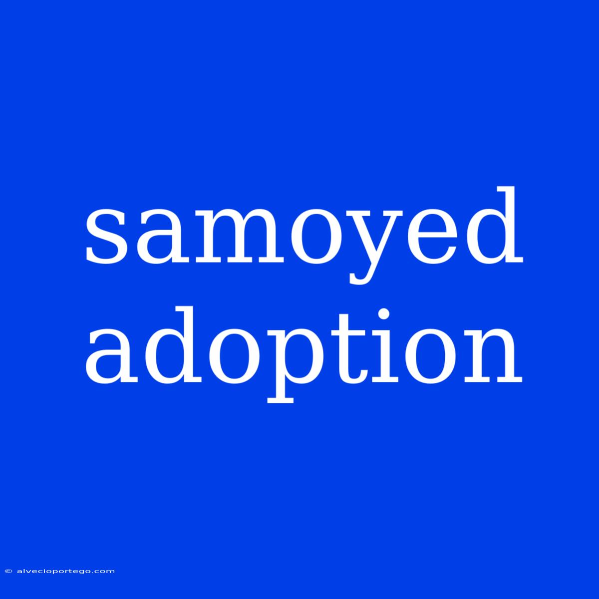 Samoyed Adoption