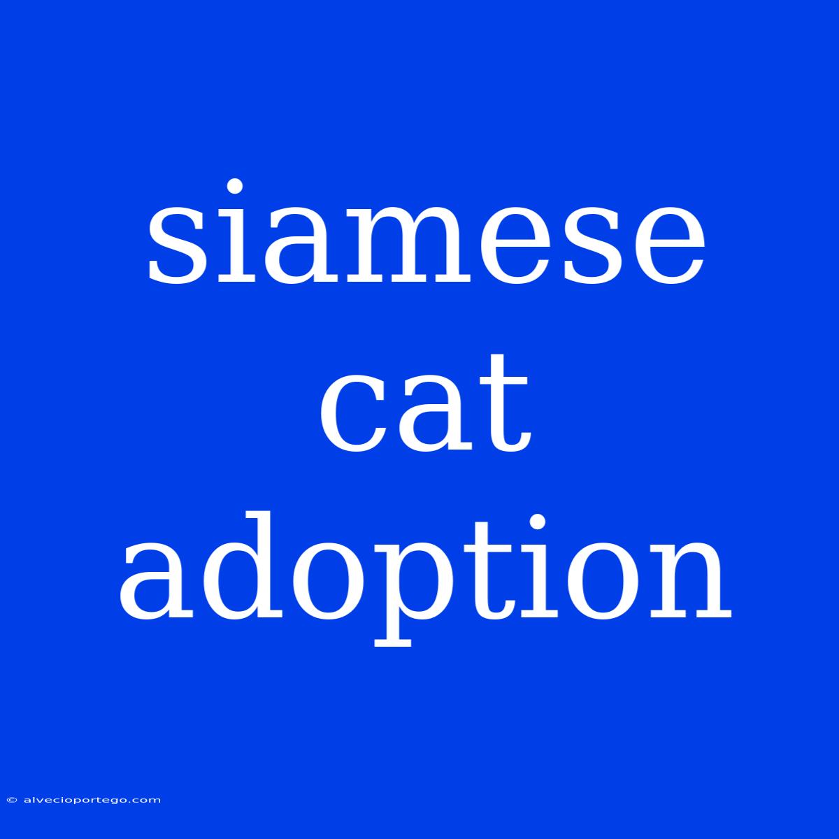 Siamese Cat Adoption