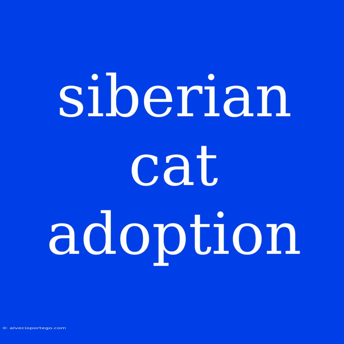 Siberian Cat Adoption