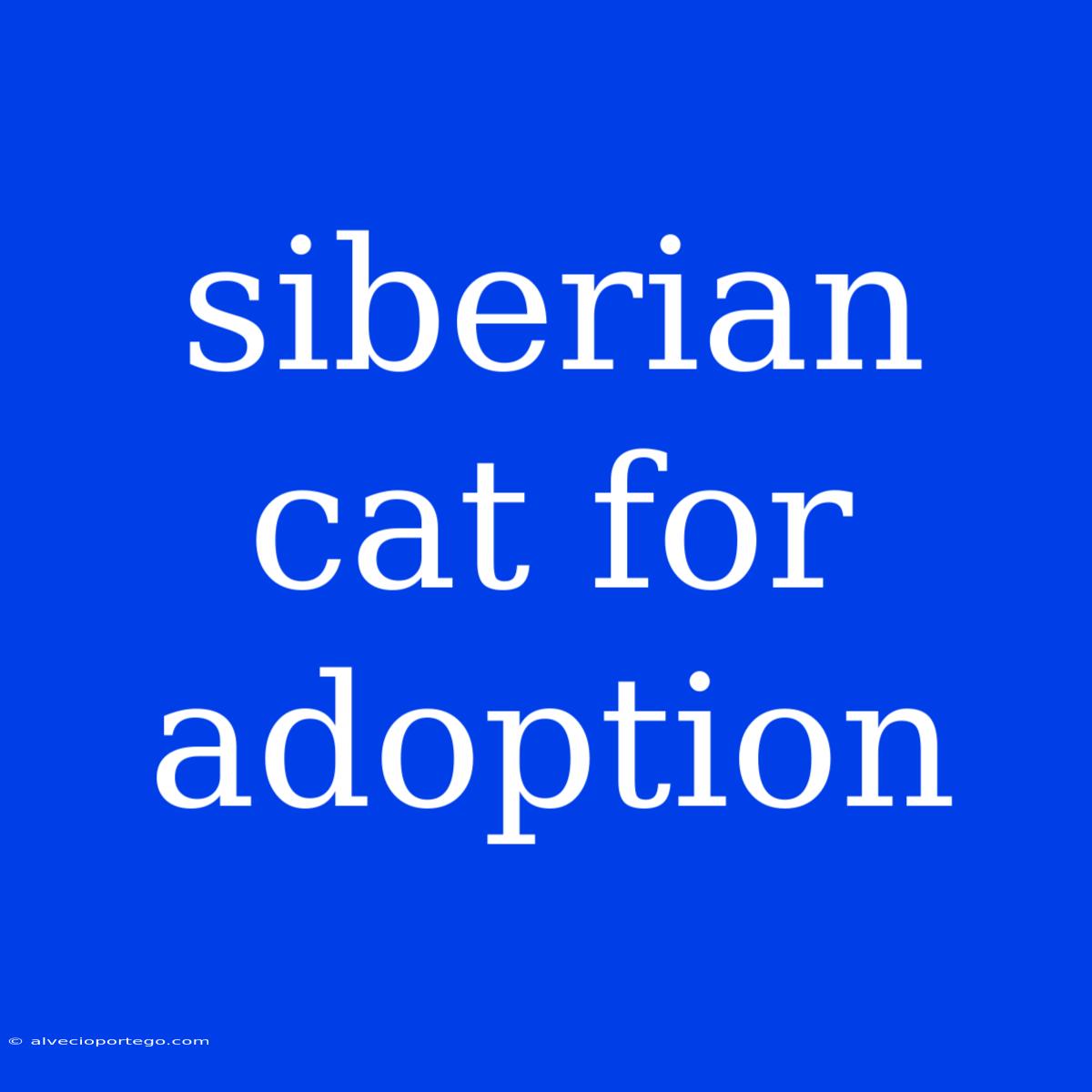 Siberian Cat For Adoption