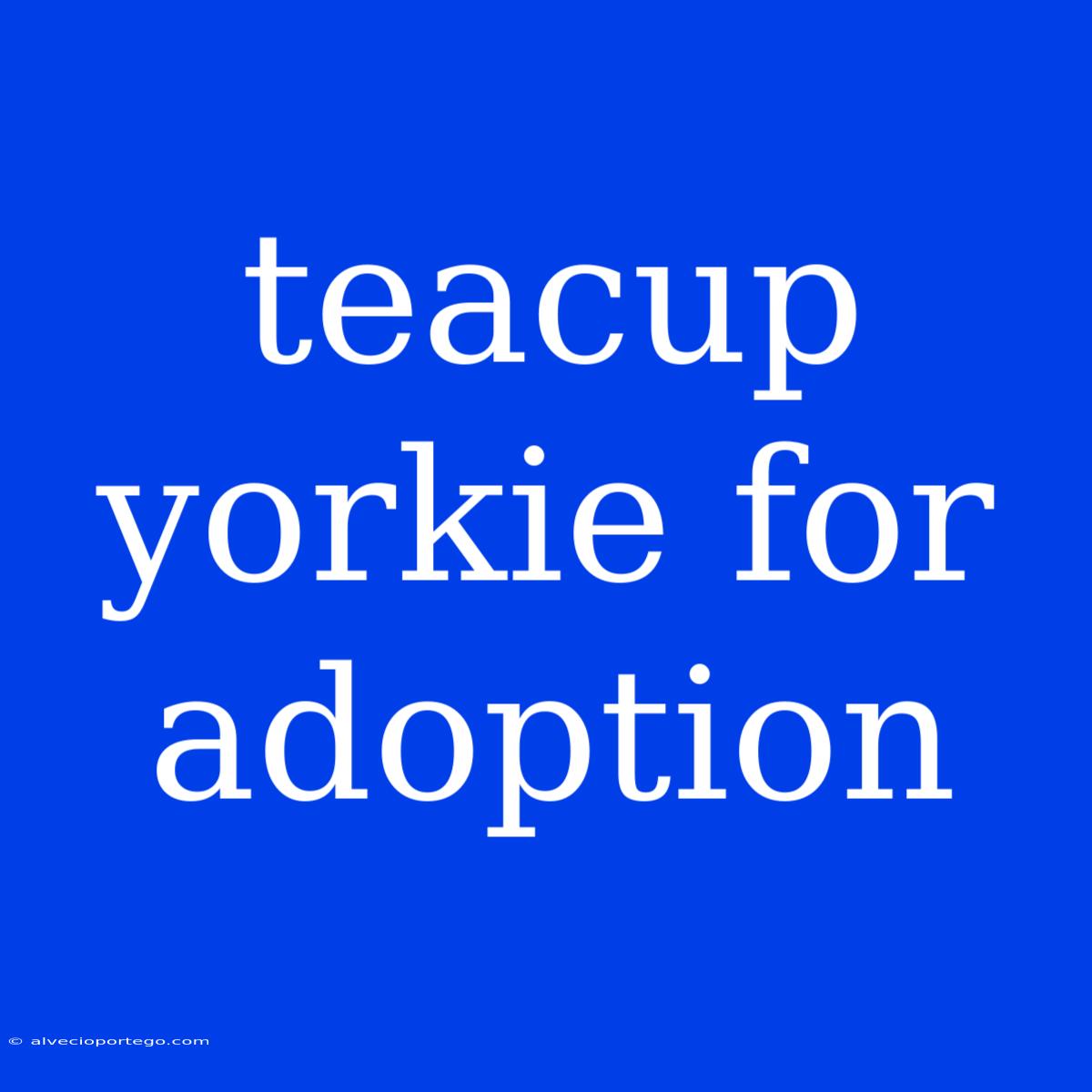 Teacup Yorkie For Adoption