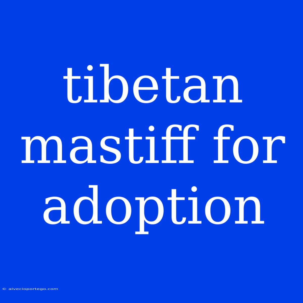 Tibetan Mastiff For Adoption