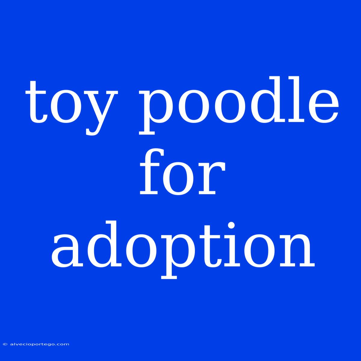 Toy Poodle For Adoption